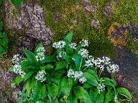 Blütengruppe vor rauer Baumrinde mit Moos